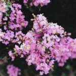 Outdoor Design - Loropetalum