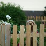 Front Fence