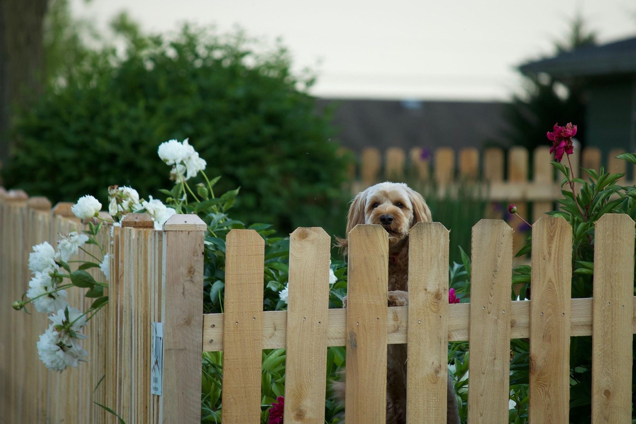 Front Fence